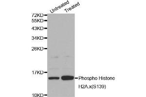 Western blot analysis on Jurkat cell lysates using Phospho-Histone H2A. (H2AFX 抗体  (pSer139))
