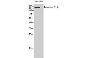 Western Blotting (WB) image for anti-Laminin, gamma 3 (LAMC3) (C-Term) antibody (ABIN3185355) (LAMC3 抗体  (C-Term))