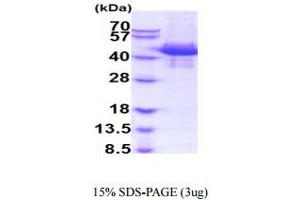 SDS-PAGE (SDS) image for Poliovirus Receptor-Related 2 (Herpesvirus Entry Mediator B) (PVRL2) (AA 32-360) protein (His tag) (ABIN5854961)