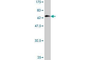 Western Blot detection against Immunogen (69. (NDRG1 抗体  (AA 1-394))