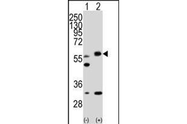 LKB1 Antikörper  (N-Term)