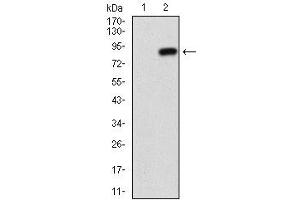 Fig. (CD73 抗体  (AA 30-250))