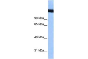 Western Blotting (WB) image for anti-DEAD (Asp-Glu-Ala-Asp) Box Polypeptide 42 (DDX42) antibody (ABIN2461347) (DDX42 抗体)