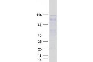 Western Blotting (WB) image for rho/rac Guanine Nucleotide Exchange Factor (GEF) 2 (ARHGEF2) protein (Myc-DYKDDDDK Tag) (ABIN2714892)