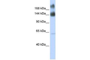 Western Blotting (WB) image for anti-Kinectin 1 (Kinesin Receptor) (KTN1) antibody (ABIN2458912) (KTN1 抗体)