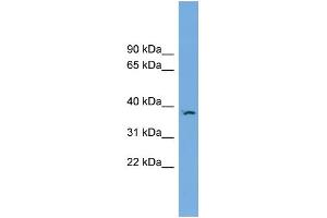 WB Suggested Anti-FKBPL Antibody Titration: 0. (FKBPL 抗体  (N-Term))