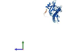 Protein Structure (PS) image for C-Type Lectin Domain Family 12, Member B (CLEC12B) (AA 1-276) protein (His tag) (ABIN7546589)