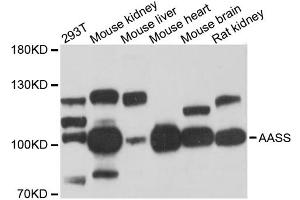 Western blot analysis of extracts of various cell lines, using AASS antibody (ABIN6291563) at 1:3000 dilution. (AASS 抗体)