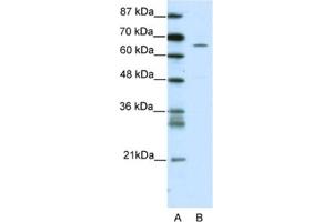 Western Blotting (WB) image for anti-Zinc Finger Protein 205 (ZNF205) antibody (ABIN2461698) (ZNF205 抗体)