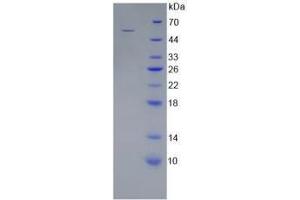 SDS-PAGE analysis of Mouse WNT10A Protein. (WNT10A 蛋白)