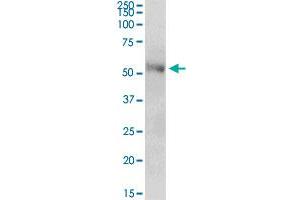 CENPT MaxPab polyclonal antibody. (CENPT 抗体  (AA 1-299))