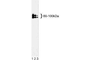Western blot analysis of OPA1 on a K-562 cell lysate (Human bone marrow myelogenous leukemia, ATCC CCL-243). (OPA1 抗体  (AA 708-830))