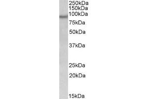 ABIN571282 (0. (NPAS4 抗体  (Internal Region))
