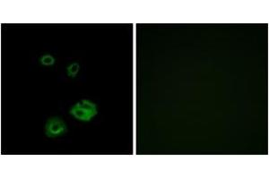 Immunofluorescence analysis of A549 cells, using NPY2R Antibody. (NPY2R 抗体  (AA 1-50))