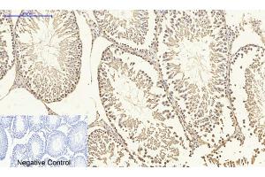 Immunohistochemical analysis of paraffin-embedded rat testis tissue. (DNMT3B 抗体  (AA 1-80))