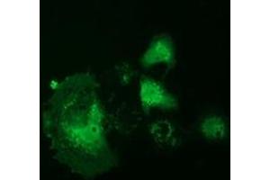 Anti-RNH1 mouse monoclonal antibody (ABIN2453613) immunofluorescent staining of COS7 cells transiently transfected by pCMV6-ENTRY RNH1 (RC208360). (RNH1 抗体)