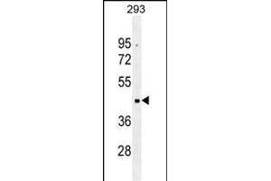 OR10G2 Antibody (N-term) (ABIN655290 and ABIN2844879) western blot analysis in 293 cell line lysates (35 μg/lane).