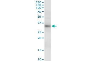 GIMAP5 MaxPab polyclonal antibody. (GIMAP5 抗体  (AA 1-307))