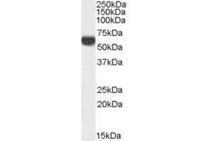 Image no. 1 for anti-Perilipin 1 (PLIN1) (C-Term) antibody (ABIN374794) (PLIN1 抗体  (C-Term))