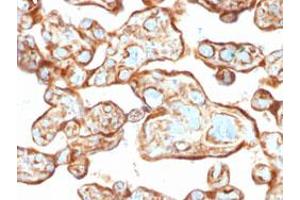Immunohistochemical staining (Formalin-fixed paraffin-embedded sections) of human placenta with TYMP monoclonal antibody, clone P-GF.