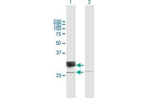 Western Blot analysis of RND1 expression in transfected 293T cell line by RND1 MaxPab polyclonal antibody. (RND1 抗体  (AA 1-232))