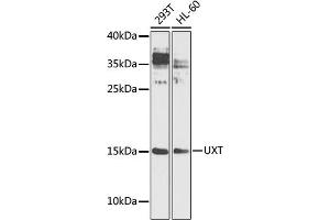 Western blot analysis of extracts of various cell lines, using UXT antibody (ABIN1683236, ABIN3018705, ABIN3018706 and ABIN6220550) at 1:1000 dilution. (UXT 抗体  (AA 13-169))