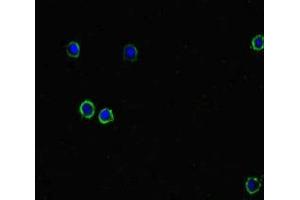 Immunofluorescent analysis of HepG2 cells using ABIN7150005 at dilution of 1:100 and Alexa Fluor 488-congugated AffiniPure Goat Anti-Rabbit IgG(H+L) (Diphthamide Biosynthesis 7 (DPH7) (AA 210-325) 抗体)