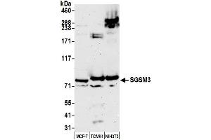 anti-Small G Protein Signaling Modulator 3 (SGSM3) (AA 699-749) antibody