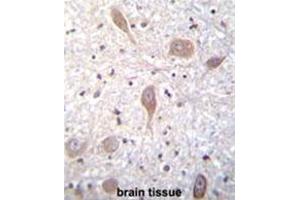 VSGP/F-spondin Antibody (N-term) immunohistochemistry analysis in formalin fixed and paraffin embedded human brain tissue followed by peroxidase conjugation of the secondary antibody and DAB staining. (SPON1 抗体  (N-Term))