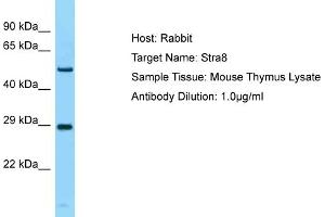 Host: Rabbit Target Name: Stra8 Sample Type: Mouse Thymus lysates Antibody Dilution: 1. (STRA8 抗体  (N-Term))