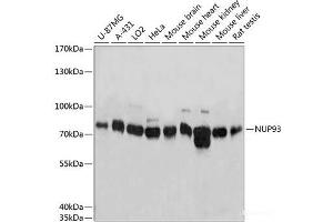Western blot analysis of extracts of various cell lines using NUP93 Polyclonal Antibody at dilution of 1:3000. (NUP93 抗体)
