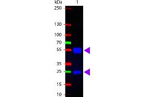 Western Blot of Fluorescein conjugated Rabbit anti-Swine IgG antibody. (兔 anti-Pig IgG (Heavy & Light Chain) Antibody (FITC))