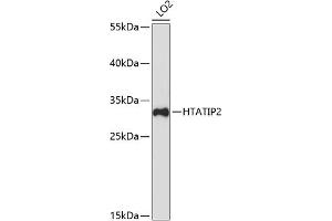 Western blot analysis of extracts of LO2 cells, using HT antibody (ABIN7267755) at 1:3000 dilution. (HIV-1 Tat Interactive Protein 2, 30kDa (HTATIP2) (C-Term) 抗体)