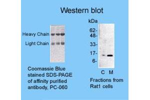 Image no. 1 for anti-Cytochrome C, Somatic (CYCS) antibody (ABIN187764) (Cytochrome C 抗体)