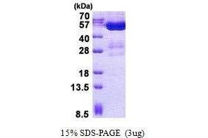 Figure annotation denotes ug of protein loaded and % gel used. (STAMBPL1 蛋白)