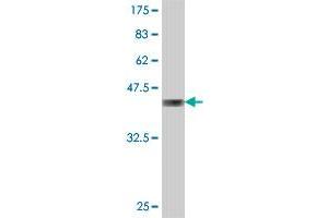 Western Blot detection against Immunogen (36. (FASTKD5 抗体  (AA 671-764))