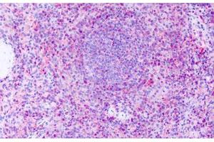 Anti-GPR63 antibody IHC staining of human spleen. (GPR63 抗体  (Extracellular Domain))