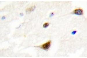 Immunohistochemistry analyzes of TRF1 antibody in paraffin-embedded human brain tissue. (TRF1 抗体)