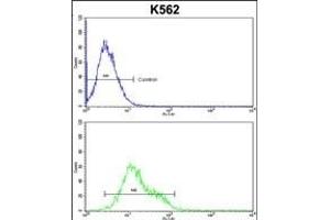 IC Antibody (C-term) (ABIN1882096 and ABIN2842402) flow cytometric analysis of k562 cells (bottom histogram) compared to a negative control cell (top histogram). (ICAM1 抗体  (C-Term))