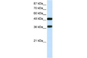 WB Suggested Anti-POU3F2 Antibody Titration:  0.
