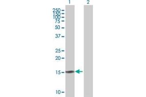 Western Blot analysis of SCGB2A2 expression in transfected 293T cell line by SCGB2A2 MaxPab polyclonal antibody. (Mammaglobin A 抗体  (AA 1-93))