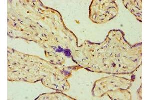 Immunohistochemistry of paraffin-embedded human placenta tissue using ABIN7149658 at dilution of 1:100 (Seladin 1 抗体  (AA 227-516))