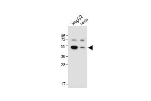 All lanes : Anti-BDK_1 Antibody (Center) at 1:1000 dilution Lane 1: HepG2 whole cell lysate Lane 2: Hela whole cell lysate Lysates/proteins at 20 μg per lane. (BDK_1 (AA 213-239) 抗体)