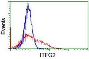 Image no. 2 for anti-Integrin alpha FG-GAP Repeat Containing 2 (ITFG2) antibody (ABIN1498907) (ITFG2 抗体)