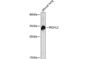Western blot analysis of extracts of Mouse lung using PKD1L2 Polyclonal Antibody at dilution of 1:1000.