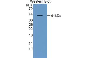 Detection of Recombinant FAM19A3, Mouse using Polyclonal Antibody to Family With Sequence Similarity 19, Member A3 (FAM19A3) (FAM19A3 抗体  (AA 30-129))