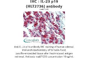 Image no. 1 for anti-Interleukin 23, alpha subunit p19 (IL23A) antibody (ABIN1724064) (IL23A 抗体)