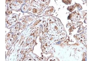 Formalin-fixed, paraffin-embedded human Placenta stained with S100A4 Recombinant Rabbit Monoclonal Antibody (S100A4/2750R).