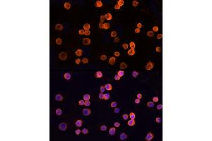 Immunofluorescence (IF) image for anti-Chloride Intracellular Channel 1 (CLIC1) (AA 42-241) antibody (ABIN6138719)