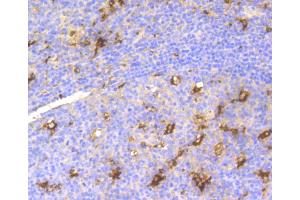 Immunohistochemistry of paraffin-embedded human tonsil using LYZ antibody. (LYZ 抗体)